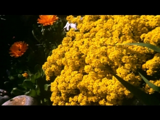 garden (1990) - drama. derek jarman