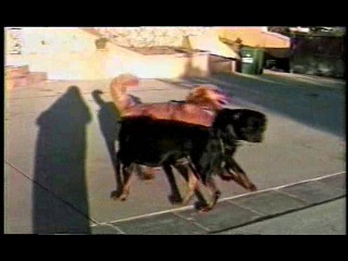 naked pamela anderson (1999 pamela anderson tommy lee) - sex tape full huge tits big ass mature daddy
